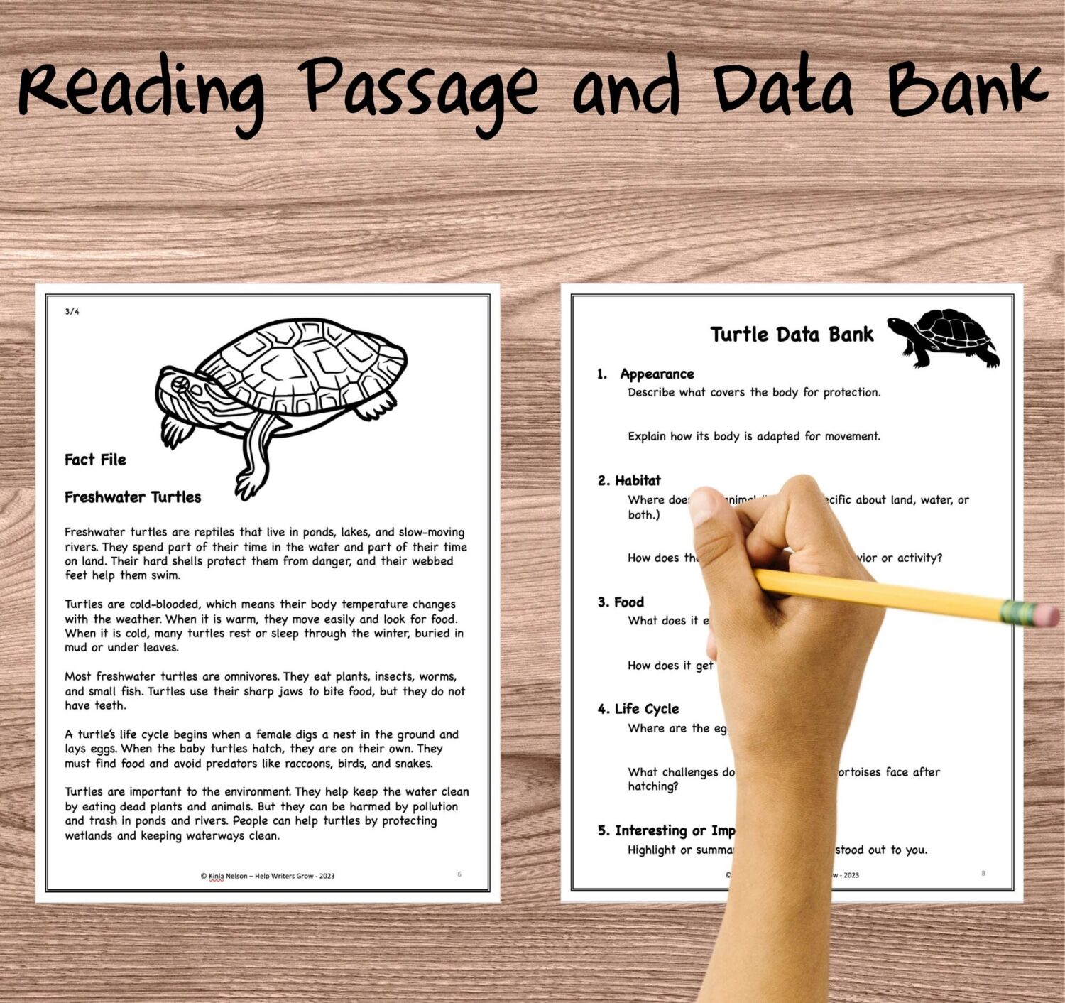 Animal Reports for 5th Grade - Turtles and Tortoises - Help Writers Grow