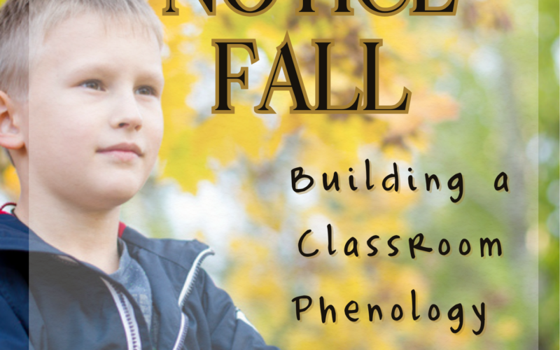 Child outdoors beneath yellow autumn leaves noticing the changing fall season